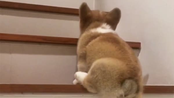 Corgi Makes Adorable Attempt to Climb Stairs | AOL.com