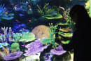 動画：アドビ「水族館写真の撮り方」ポイント解説、 サンシャイン水族館で空井美友と写真バトル