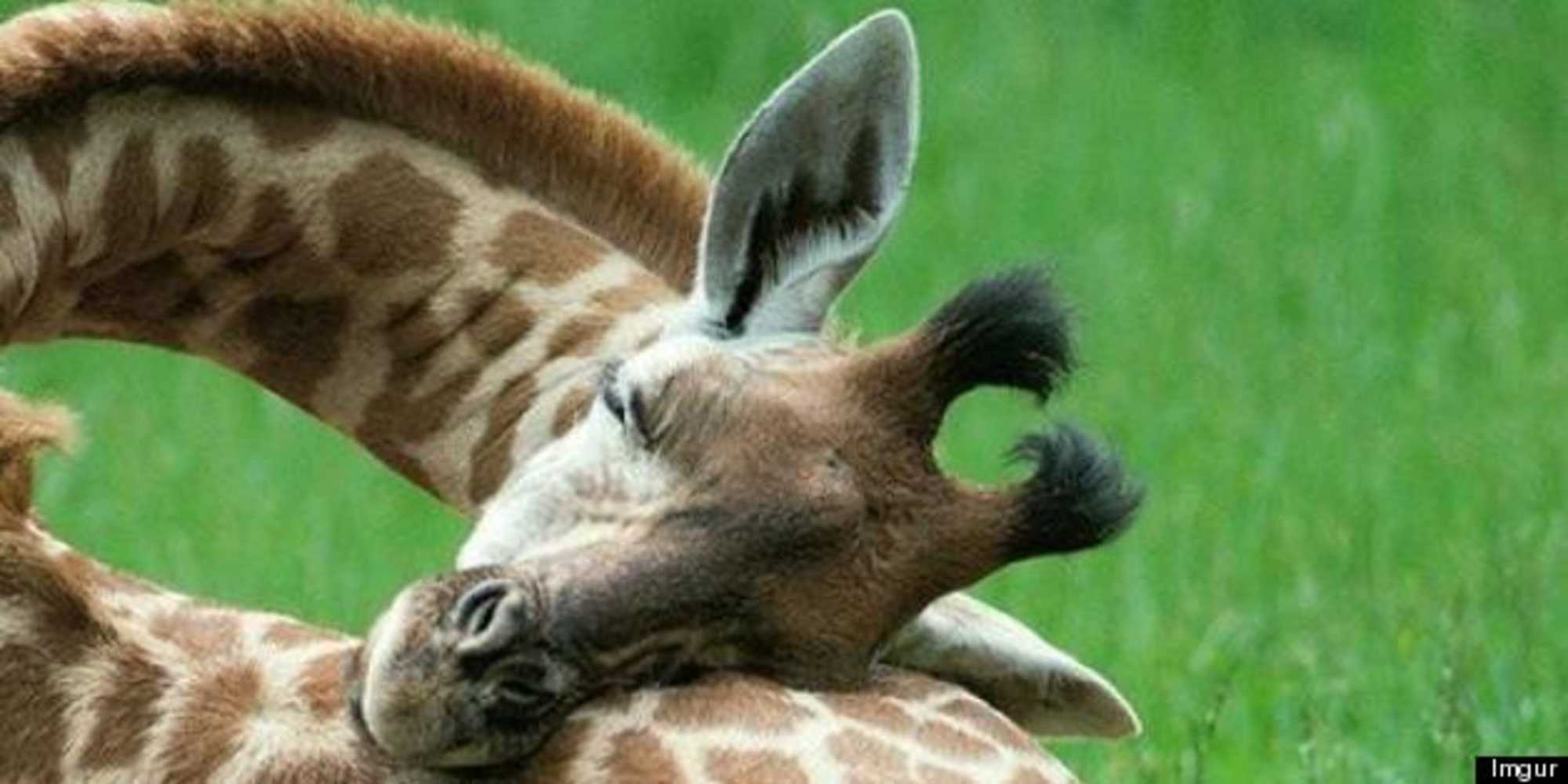 quels animaux dorment debout