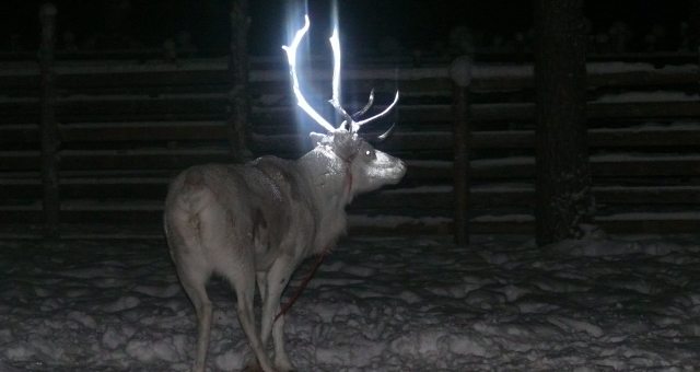 In this picture taken on Feb. 15, 2014 in Rovaniemi, Finland and provided by the Reindeer Herders' Association, a reindeer is seen with fluorescent antlers after a test in which Finnish herders dabbed it with fluorescent paint. Rudolph the reindeer is having a glittering antler makeover _ the latest attempt to halt some of the thousands of road deaths of the roaming caribou in the wilds of Finland. (AP Photo/Anne Ollila, Executive Director of the Reindeer Herders' Association, Finland/Lehtikuva) FINLAND OUT