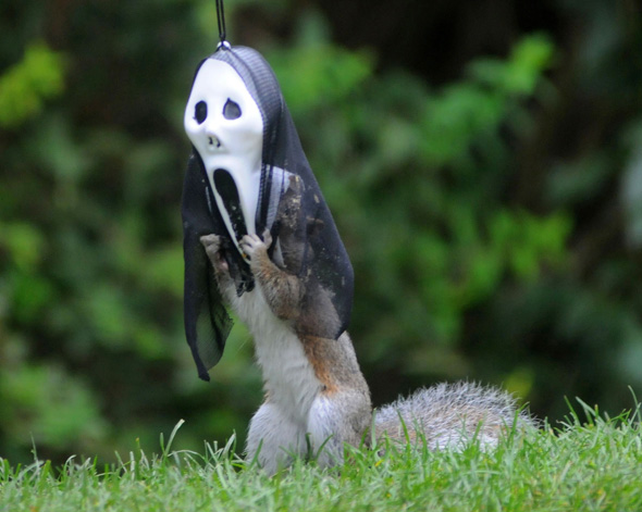 halloween squirrel feeder