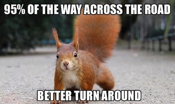 funny squirrels, funny squirrel photos, squirrel memes