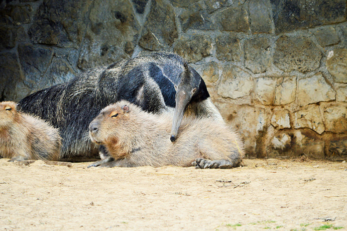 Why do capybaras get along so well with literally every other species