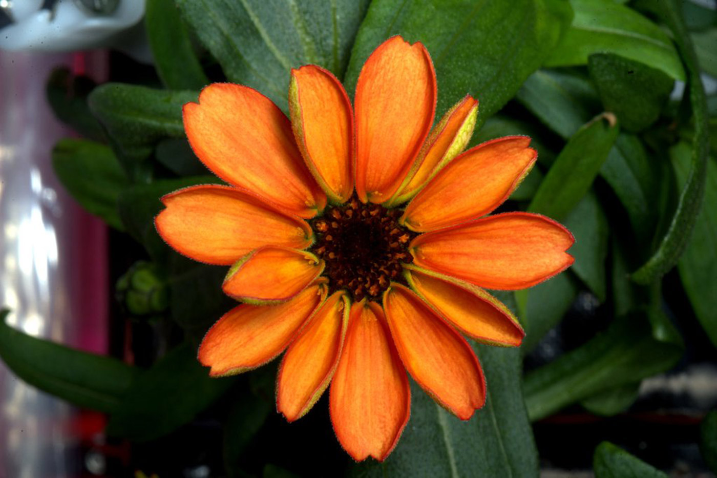 Astronauts grow their first flower in space