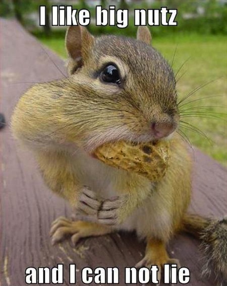funny squirrels, funny squirrel photos, squirrel memes