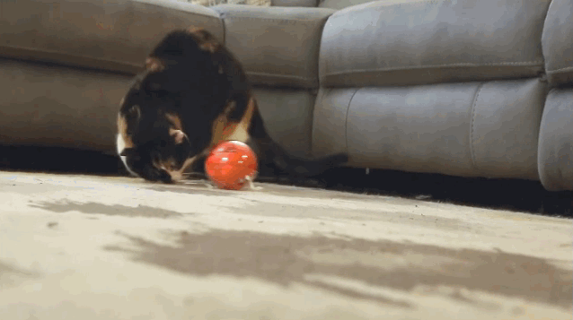 Play with your pets from anywhere with PlayDate's smart ball