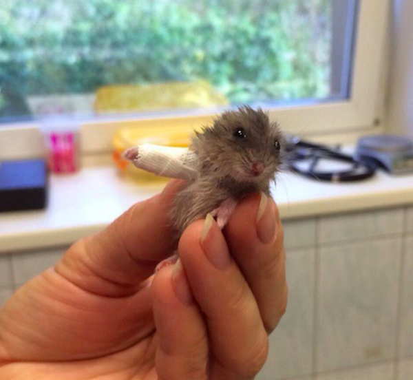 Hamster With Tiny Cast Gets The Big Photoshop Makeover It Earned
