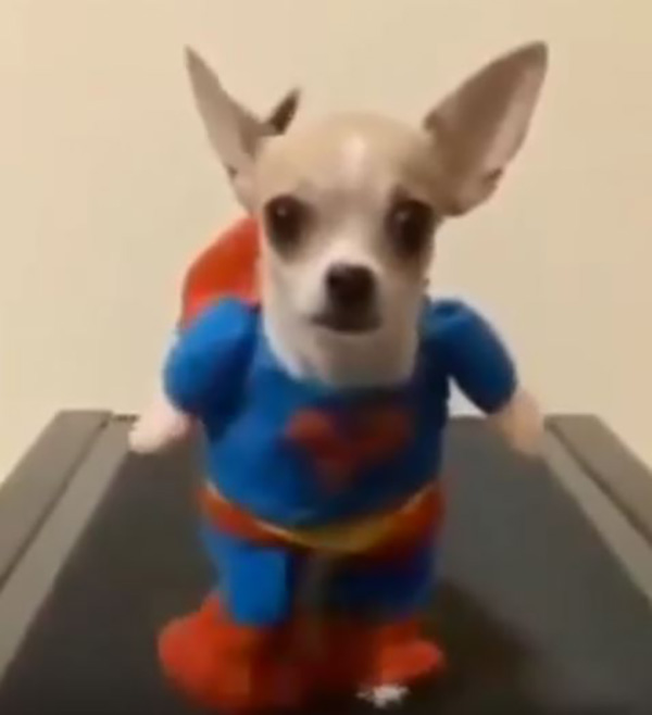 Superman Dog On A Treadmill Is The Most Important Video Of The Day