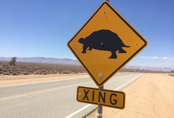 Kia's tortoise crossing