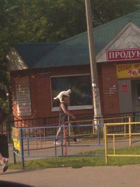 cat on head, weird sightings, you don't see this every day, funny weird photos
