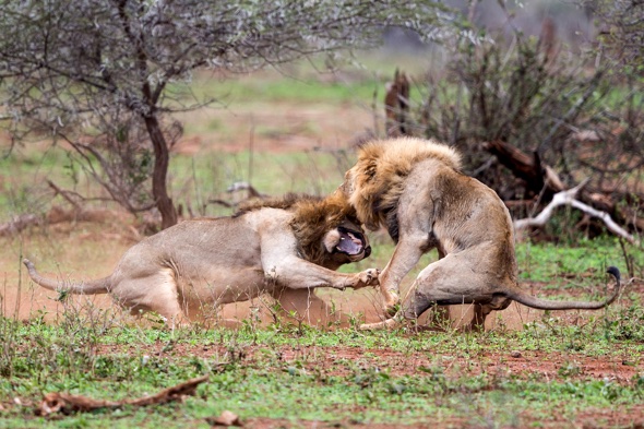 Cat fight! What happens when a lion is interrupted during mating