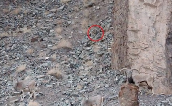 Can you spot the snow leopard in this picture?