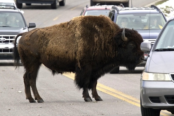 buffalo on road, weird sightings, you don't see this every day, funny weird photos