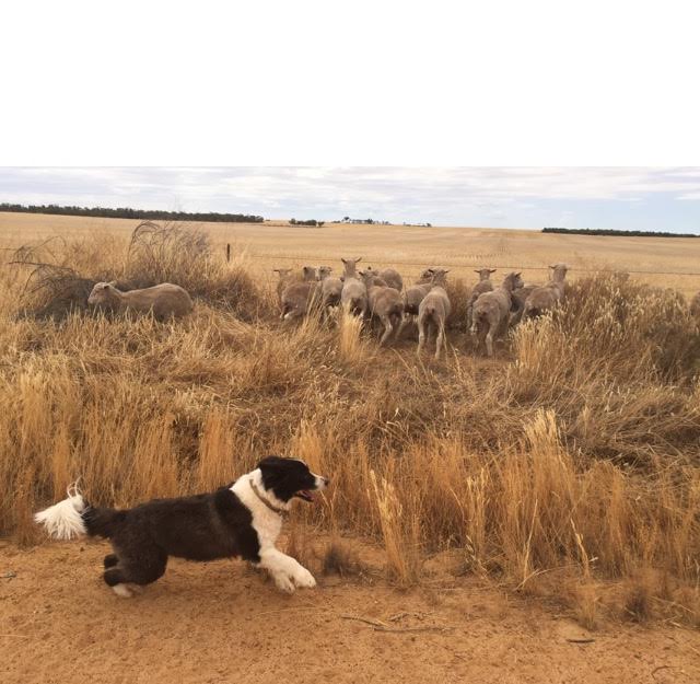 Jimmy and sheep