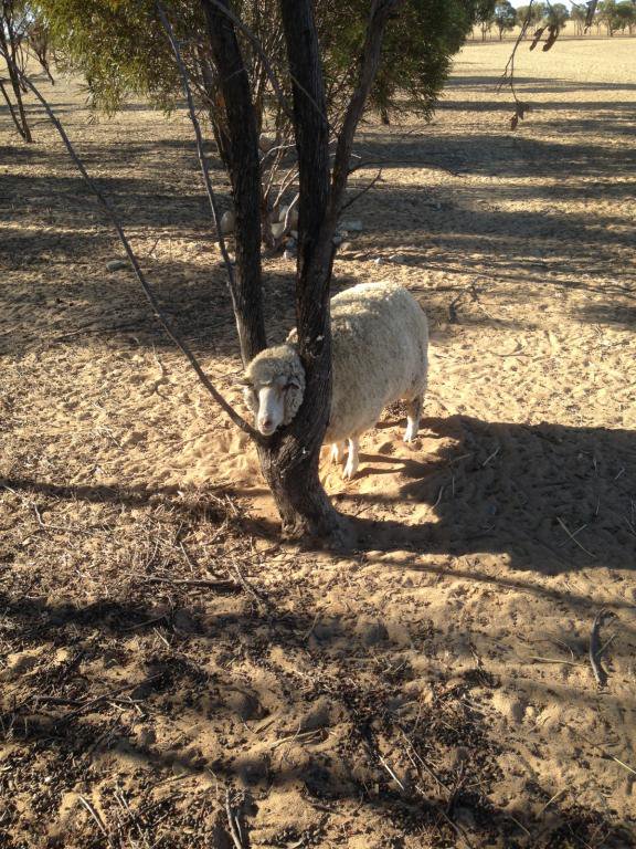 Sheep in tree