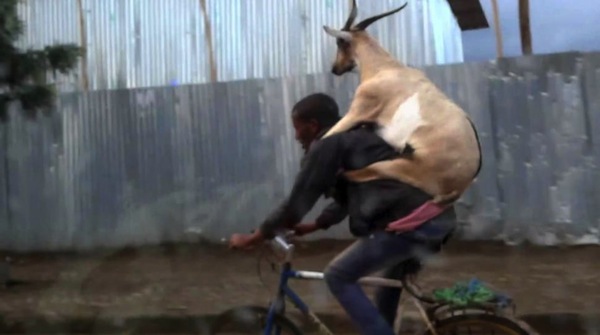 goat on back, weird sightings, you don't see this every day, funny weird photos