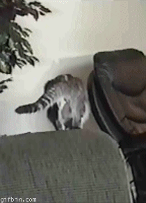 The Worst Cat Jumps In The History Of Cat Jumps - Mandatory