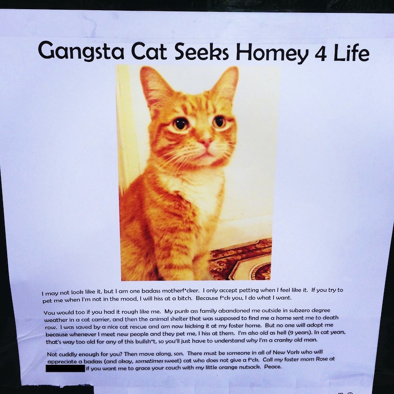 This Is The Greatest Cat Adoption Ad Of All Time