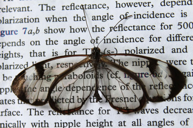 glasswing-butterfly-kit_thumbnail.jpg