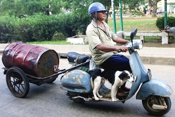 dogs on mopeds, dogs riding mopeds, funny dogs on mopeds
