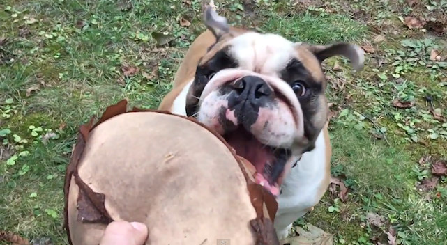 photo of This floppy bulldog's true beauty is found with the iPhone 6 slow motion camera image