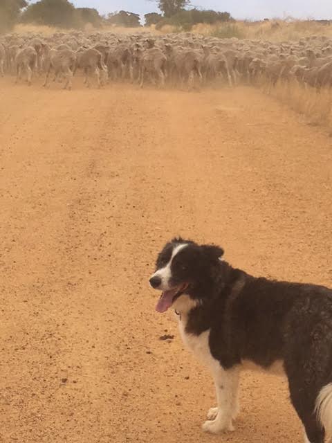 Jimmy farm dog