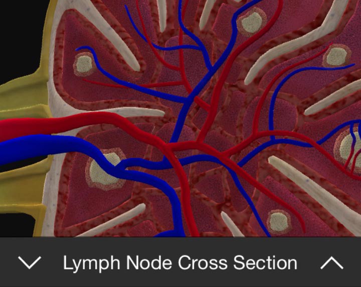 photo of BioDigital Human - 3D anatomy views on iOS image