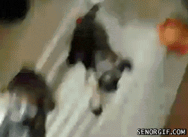The Funniest GIFs Of The Week