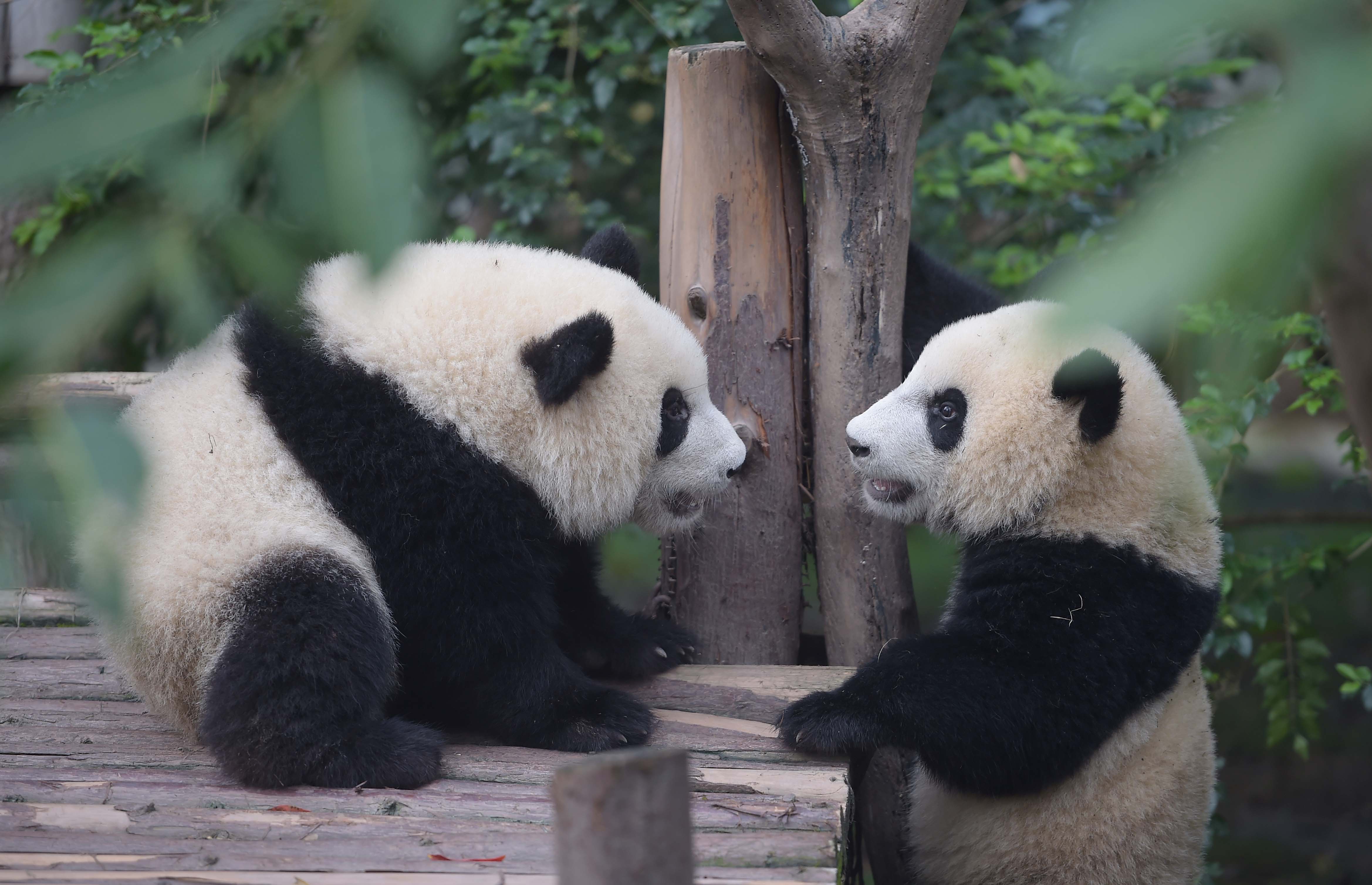 CHINA-CHENGDU-GIANT PANDA-CONSERVATION (CN)