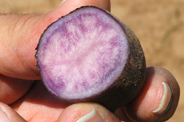 photo of If you're part of the 'younger set with high income,' you might like this purple potato image