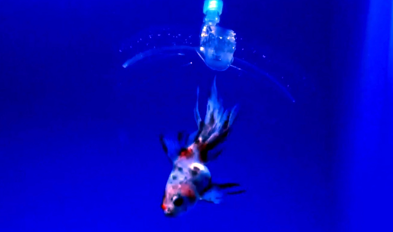 Engenheiros do MIT criaram "robô transparente" capaz de pescar peixes
