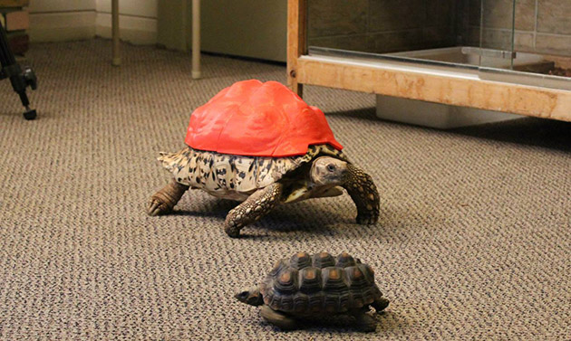 Cleopatra the tortoise gets a 3D-printed shell