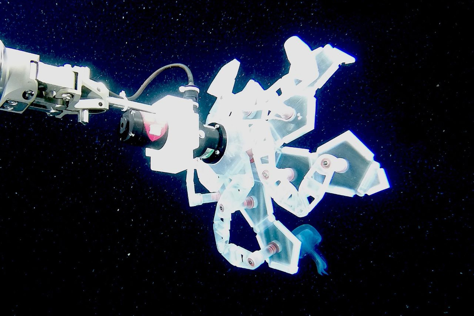 photo of Harvard's robot arm can grab squishy sea animals without hurting them image