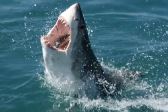 9ft Great White Shark Eaten By Huge Mystery Sea Monster Aol Uk 