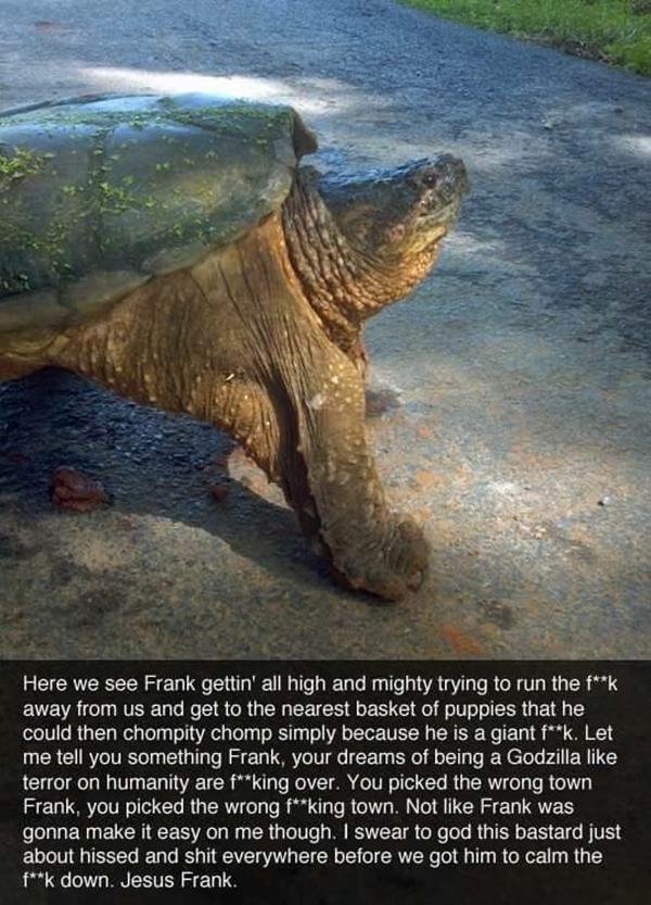 The Epic Tale Of Frank The Snapping Turtle Mandatory 