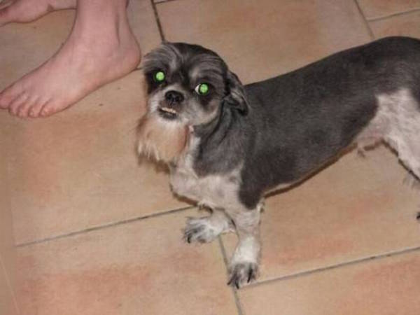 15 Dogs Who Got The Worst, Most Hilarious Haircuts