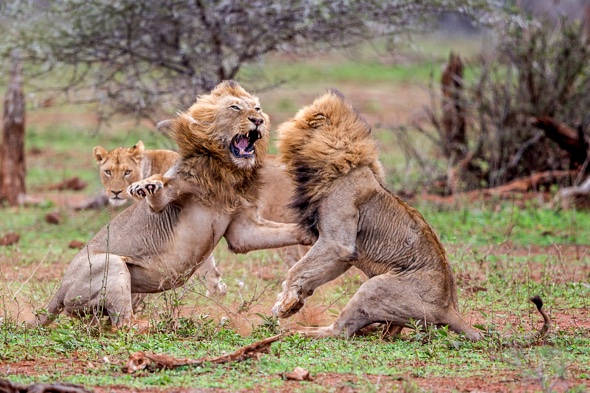 Cat fight! What happens when a lion is interrupted during mating