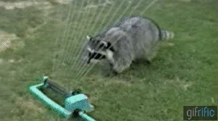 Image result for pug sprinkler gif