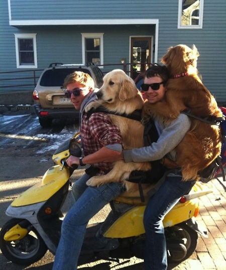 dogs on mopeds, dogs riding mopeds, funny dogs on mopeds