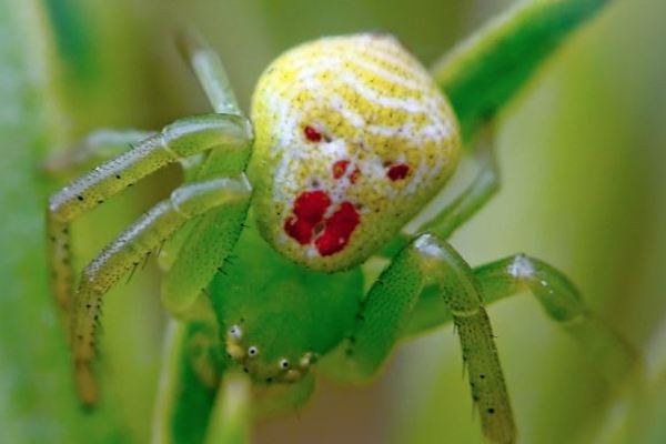 The Scariest Spider Pics and GIFs Sure to Make Your Skin Crawl