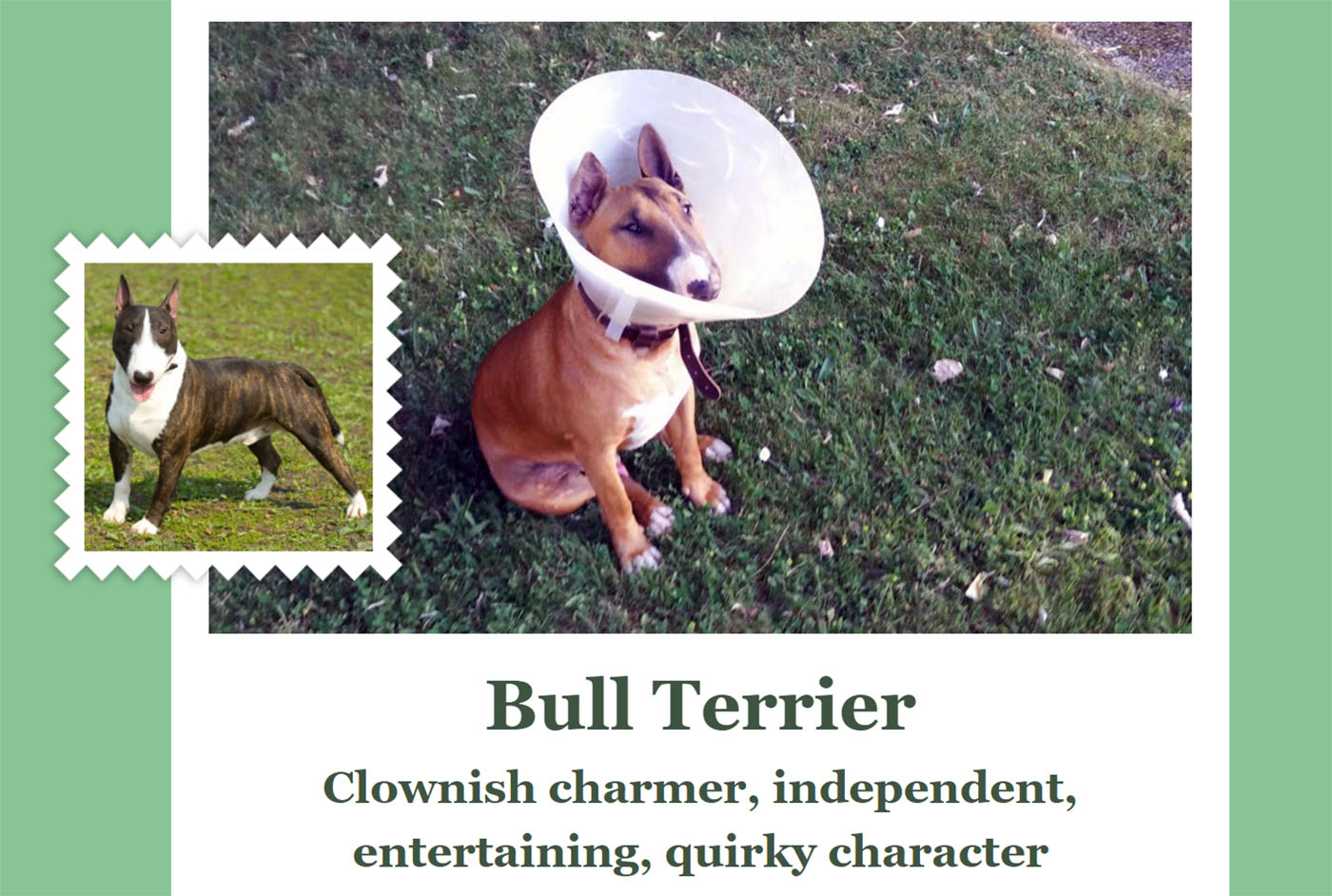 photo of Microsoft's wacky AI app matches you with a dog breed image