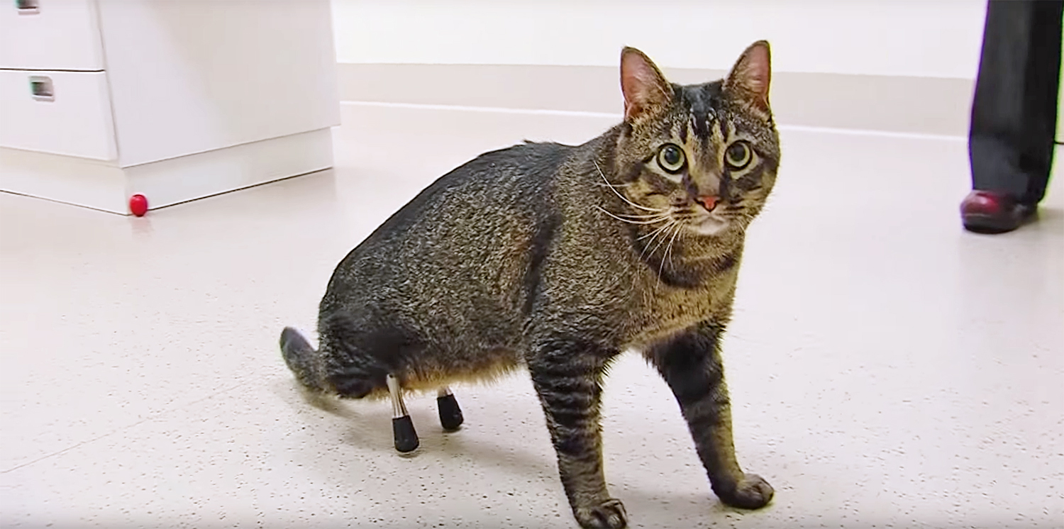 Cat gets cutting-edge prosthetic legs