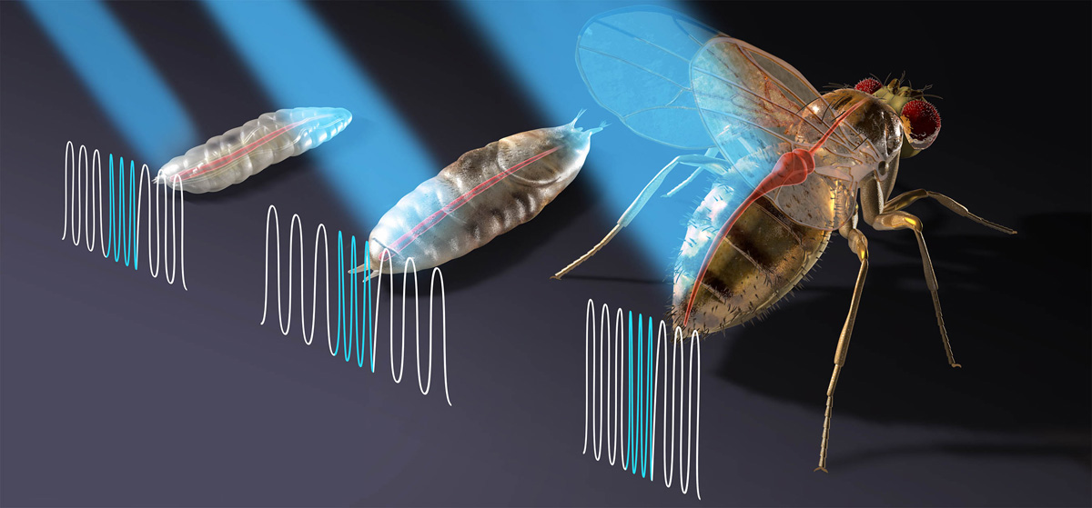 Researchers control fruit flies&#039; hearts with a laser