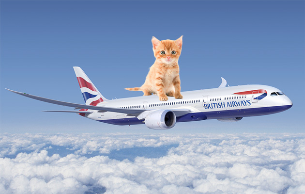 British Airways adding cat videos to its roster of in-flight entertainment
