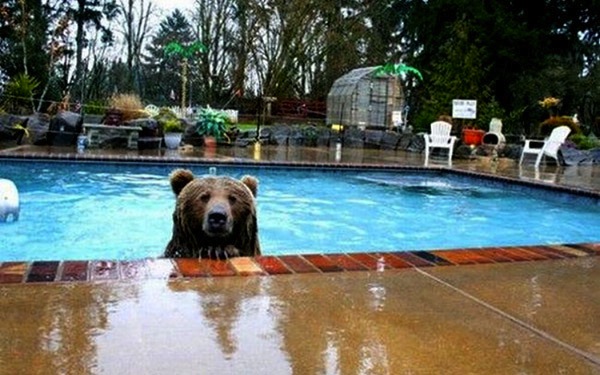 bear in pool, weird sightings, you don't see this every day, funny weird photos
