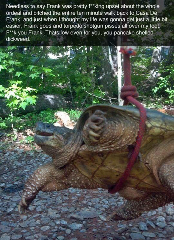 The Epic Tale Of Frank The Snapping Turtle Mandatory 