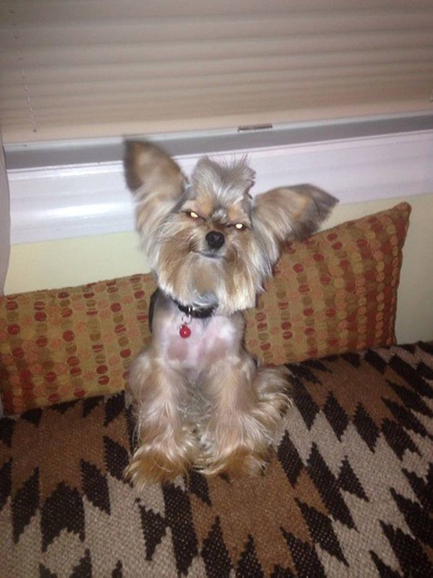 15 Dogs Who Got The Worst, Most Hilarious Haircuts