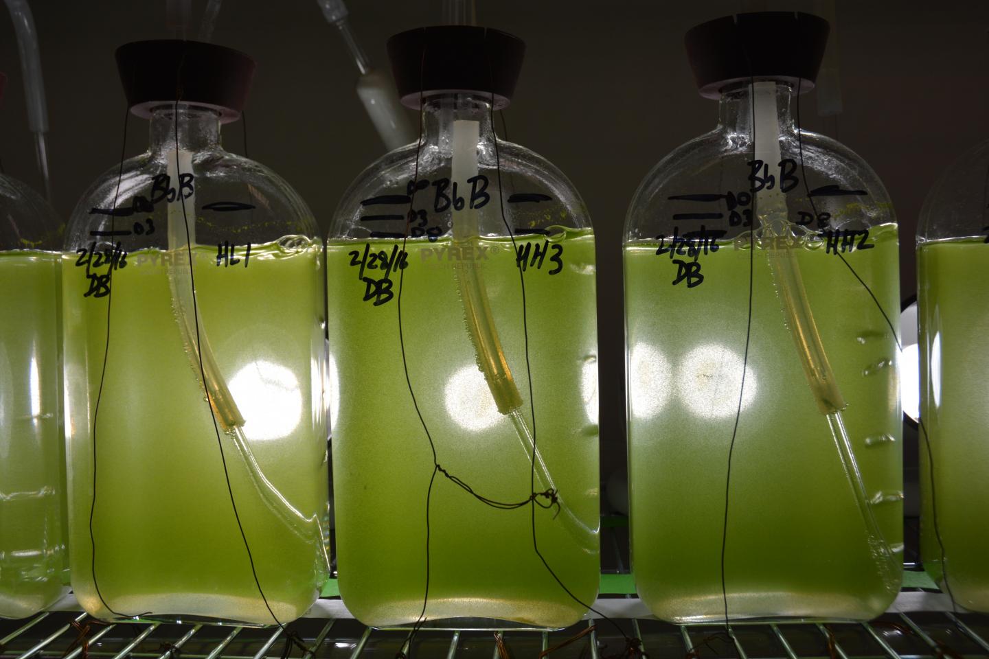 Algae&#039;s enzyme might hold the secret to mass producing biofuel