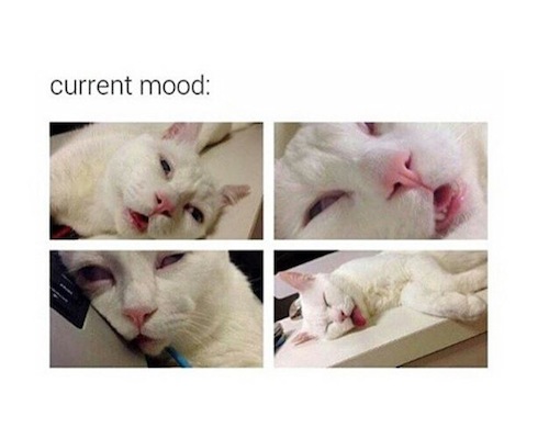 The 15 Funniest Current Mood Memes Mandatory