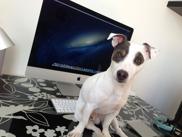 photo of Dog Days of Summer: Step away from the iMac and nobody gets hurt image